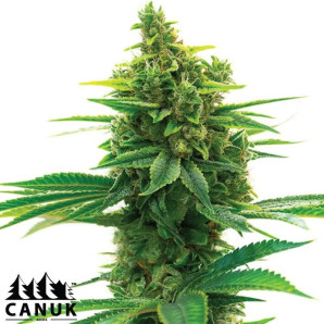 Khalifa Kush Feminized Seeds - ELITE STRAIN