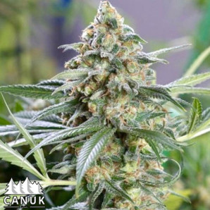 Kryptonite Kush Fast Feminized Seeds