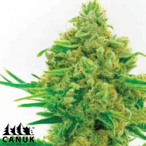 Kosher Kush X Tangerine Feminized Seeds - ELITE STRAIN