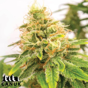 Kushberry Feminized Seeds - ELITE STRAIN