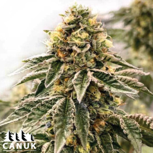 Kush Mints Feminized Seeds - ELITE STRAIN