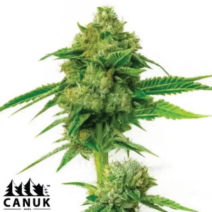 Kush XL Autoflowering Feminized Seeds - ELITE STRAIN