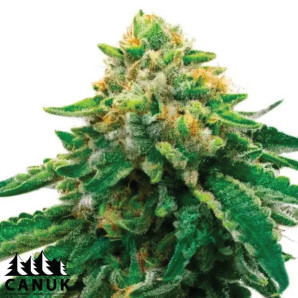 L.A. Confidential X Afghan Kush Feminized Seeds - ELITE STRAIN