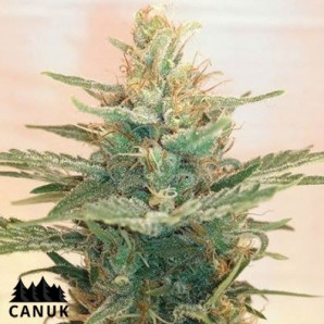 Lemonade OG Feminized Seeds