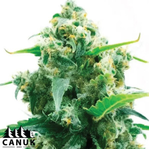 Lemon Autoflowering Feminized Seeds - ELITE STRAIN