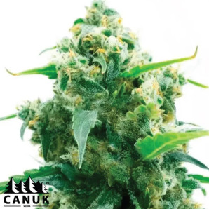 Lemon Diesel Feminized Seeds - ELITE STRAIN