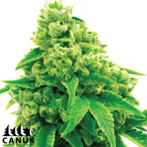 Lemon Garlic OG Feminized Seeds - ELITE STRAIN