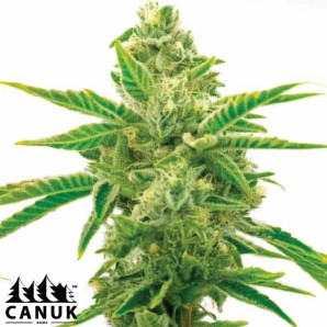 Lemon Haze Fast Version Feminized Seeds - ELITE STRAIN