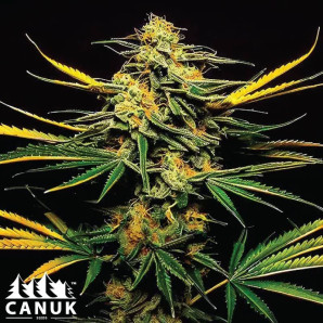 Lemon Jack Autoflowering Feminized Seeds - ELITE STRAIN