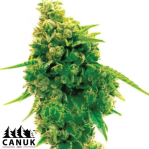 Lemon Kush Feminized Seeds - ELITE STRAIN