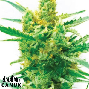 Lemon OG Feminized Seeds - ELITE STRAIN