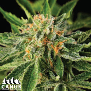 Lemon OG Fast Version Feminized Seeds - ELITE STRAIN