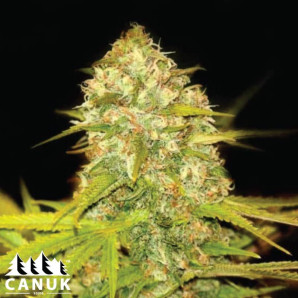 Lemon Skunk Feminized Seeds - ELITE STRAIN