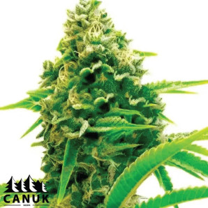 Lemon Tree Feminized Seeds - ELITE STRAIN