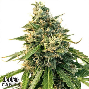 LSD Auto Feminized Seeds - ELITE STRAIN - CLEARANCE