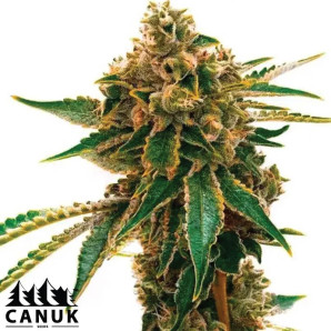 Mango Kush Feminized Seeds - ELITE STRAIN