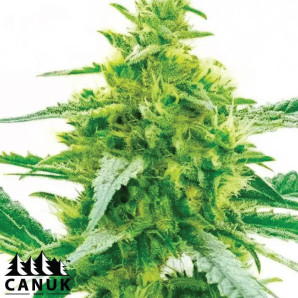 Maple Leaf Feminized Seeds - ELITE STRAIN