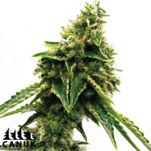 Matanuska Tundra Fast Version Feminized Seeds - ELITE STRAIN