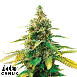 Mazar Autoflowering Feminized Seeds - ELITE STRAIN