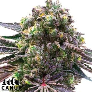 Mazar X Blueberry Feminized Seeds - ELITE STRAIN