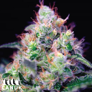 Mendocino Purple Kush Fast Version Feminized Seeds - ELITE STRAIN