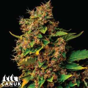 Mendocino Purple Kush Feminized Seeds - ELITE STRAIN