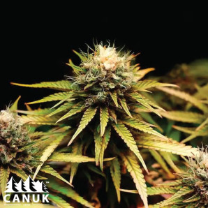 Mimosa F1 Feminized Seeds - ELITE STRAIN