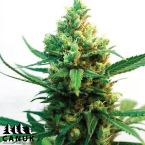 Nemesis Feminized Seeds - ELITE STRAIN