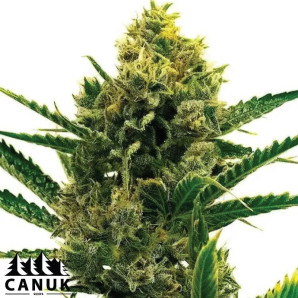 Nicole Kush Feminized Seeds - ELITE STRAIN