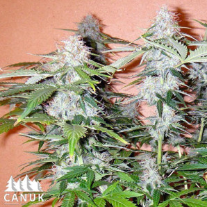 Northern Lights Auto Feminized Seeds