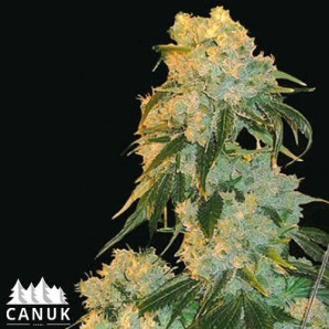 Northern Lights Feminized Seeds