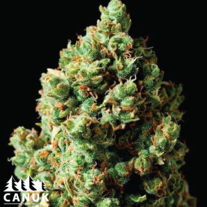 Northern Critical Feminized Seeds - ELITE STRAIN