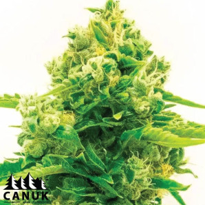 Northern Lights #10 Feminized Seeds - ELITE STRAIN