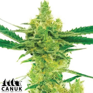 Northern Lights #10 X Amnesia Haze Feminized Seeds - ELITE STRAIN