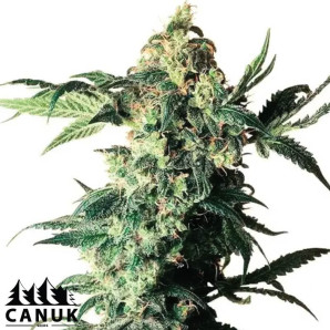 Northern Lights #5 X Amnesia Haze Feminized Seeds - ELITE STRAIN