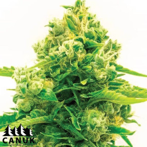 Northern Lights Mazar Autoflowering Feminized Seeds - ELITE STRAIN