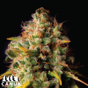 Northern Lights X Big Bud Feminized Seeds - ELITE STRAIN