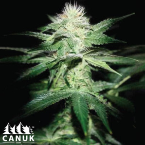 Northern Lights X Chronic Feminized Seeds - ELITE STRAIN