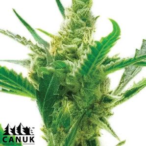 Northern Lights X Cream Autoflowering Feminized Seeds - ELITE STRAIN