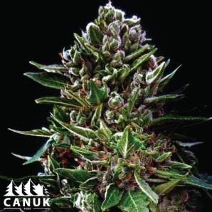 Northern Lights X Do-Si-Dos Feminized Seeds - ELITE STRAIN