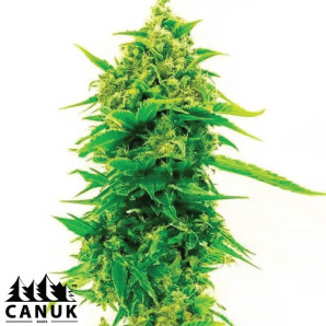 Northern Lights X Skunk Feminized Seeds - ELITE STRAIN