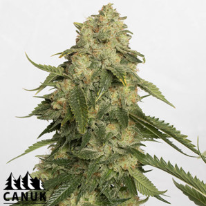 Obi-Wan Kush Feminized Seeds - ELITE STRAIN