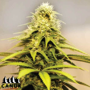 OG Kush X Diesel Feminized Seeds - ELITE STRAIN