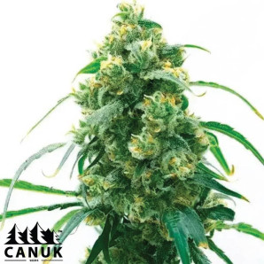 OG Kush X Mazar Feminized Seeds - ELITE STRAIN