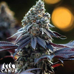 Orange Kush Feminized Seeds - ELITE STRAIN