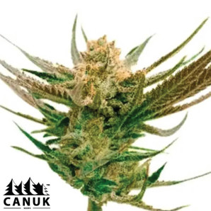 Orange X Skunk Feminized Seeds - ELITE STRAIN