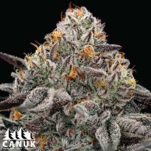 Oreoz Feminized Seeds - ELITE STRAIN