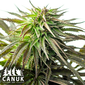 Original Skunk #1 Feminized Seeds