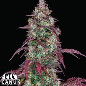 Original Lemon Pie Feminized Seeds - ELITE STRAIN