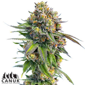 Pineapple Chunk Feminized Seeds - ELITE STRAIN